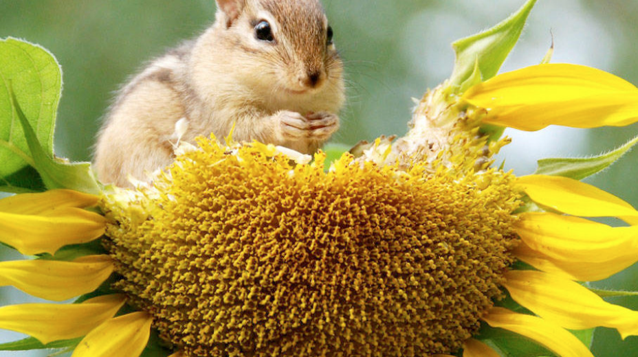 biodiversité